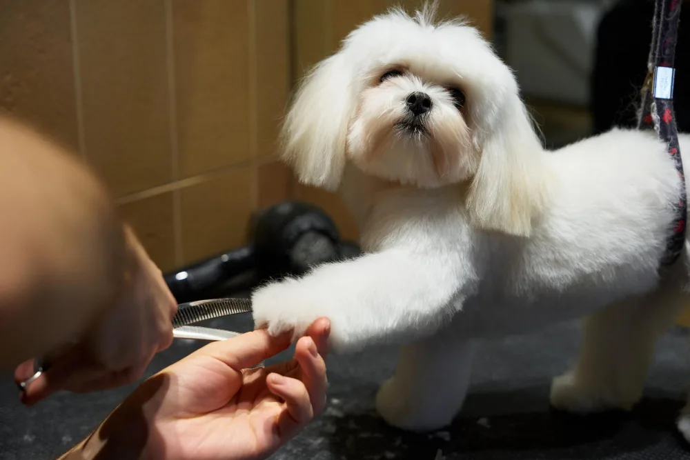 App web para Peluquería Canina en Chile